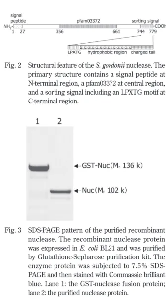 Fig. 2  Structural feature of the S. gordonii nuclease. The  primary structure contains a signal peptide at  N-terminal region, a pfam03372 at central region,  and a sorting signal including an LPXTG motif at  C-terminal region.