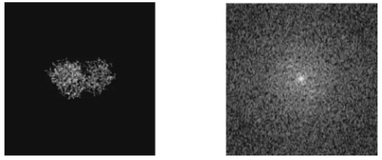 図 2. リゾチームの電子密度（左）と理想的な回折画像（右）．各画像は 308 × 308 の大きさ の像である． ここで r c は電子の古典半径（2.82 × 10 −12 mm），λ は X 線の波長（0.1 nm），σ は各次元のオー バーサンプリング比（2），c uv = c(u, v) = cos 3 θ である（図 1 参照）．本来は回折画像は平面では なく Ewald 球面上の画像として理解すべきだが，ここでは回折の角度が小さいとしてその影 響は無視する．本研究の方法を Ewald 球面上の