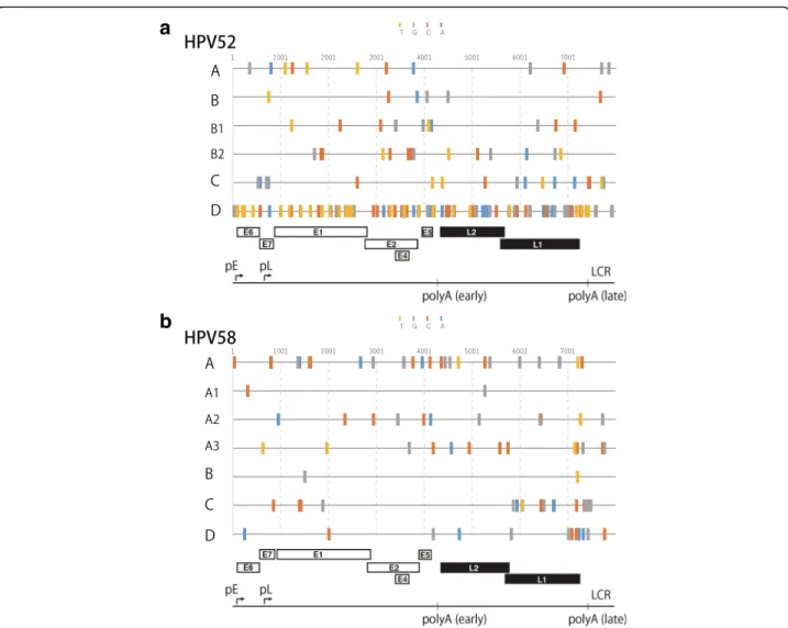 Fig. 3 Lineage/sublineage-specific SNPs identified from comparisons of whole-genome sequences of the Japanese HPV52/58 isolates and refer- refer-ence HPV52/58 genomes