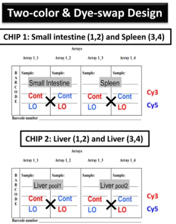Fig 2. The two-color and dye-swap approach was used for genome-wide analysis. Two DNA chips were used for each sample condition, i.e., a dye-swap approach was used to label one set of RNAs by Cy 3 and the other by Cy5 for each control and LO sample, respec