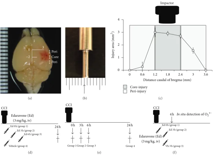 Figure 1: Establishment of TBI model and experimental protocol. (a) Brain images following TBI
