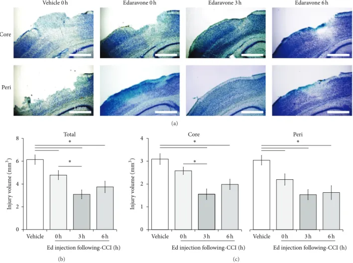Figure 3: Effect of edaravone on TBI after CCI based on TB staining. (a) Representative core- (upper) and peri-injury (lower) images of TB staining 24 hours after CCI