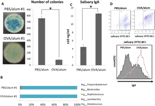 Fig. 8 Quantification of hydrogen peroxide-producing bacteria and salivary IgA in the oral cavity of  ovalbumin (OVA) allergic mice