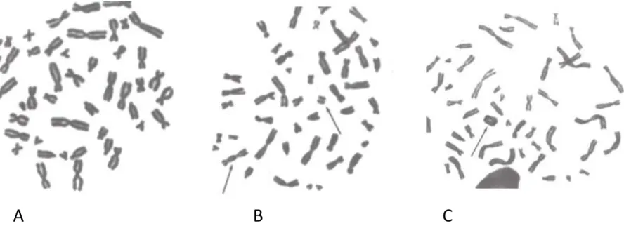 Fig 2.15 分裂中期における、放射線に誘発されたヒト白血球抗原の染色体異常