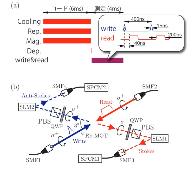 図 6.2 (a) 実験のタイムシーケンス． Rep., Repumping 光 ; Dep., Depumping 光 ; Mag., 四重極磁場． Depumping 光は Cooling 光， Repumping 光，磁場が遮断された 後， 50 µs 照射される． (b) 実験装置の模式図． SMF, 単一モードファイバー ; PBS, 偏 光ビームスプリッター ; QWP, 1/4 波長板 ; SPCM, 単一光子検出器 ; SLM, 空間光位 相変調器． せして変調している．回折効率は T (x