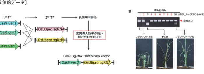図 1　Cas9 コンストラクトの選定
