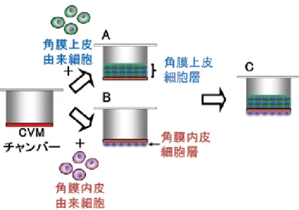 図 2 　 角膜透過性試験法「 Vitirgel-CPT 法」に使用する角膜上皮モデル（Ａ） 、 角膜内皮モデル（Ｂ） 、角膜器官様プレート型培養モデル（Ｃ）の模式図