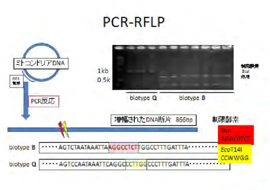 図  タバココナジラミバイオタイプ B と Q の PCR-RFLP による判別法模式図  革新的農業技術取得研修テキスト（2008） 。上田（2005）の報告を元に北 村作図。 