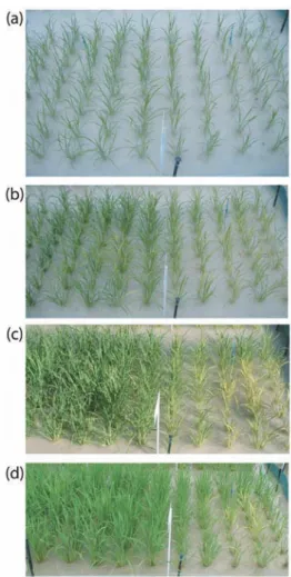 Fig. 3.   Visual  comparison  between  gIDS3  (left)  and  NT  (right) plants from 16 to 50 DAT, as illustrated in  Figure  2  but  photographed  from  the  opposite   di-rection