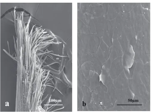 Fig.  1  (a) The tip of the tongue of the red-necked phalarope. Note many processes of the tip of the tongue