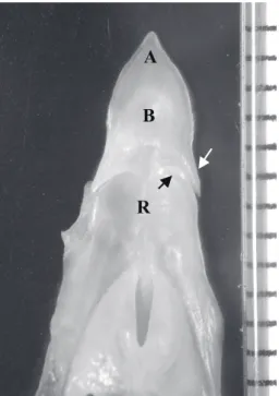 Fig.  2  Scanning electron micrographs of the lingual dorsal surface of the common kingfisher