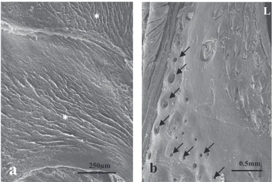 Fig.  3  Scanning electron micrographs of the dorsal surface of the lingual body and laryngeal  mound after exfoliation of the epithelium