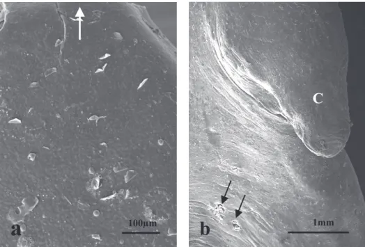 Fig.  5  Scanning electron micrographs of the lingual dorsal surface of the ruddy kingfisher