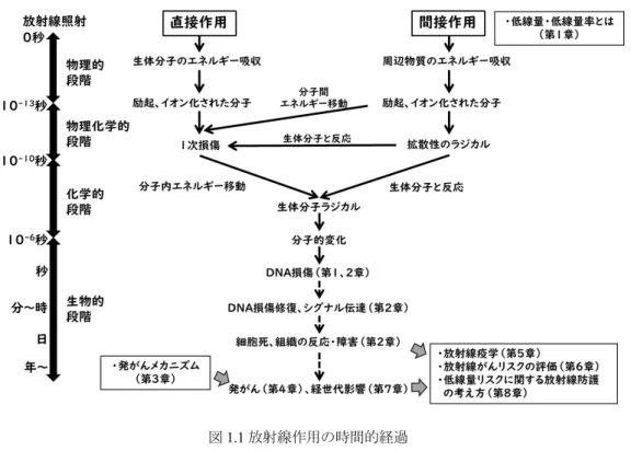図 1.1  放射線作用の時間的経過