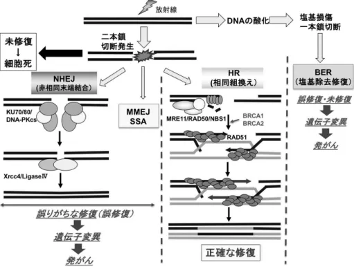 図 2.1 DNA 損傷修復と発がん・細胞死との関係