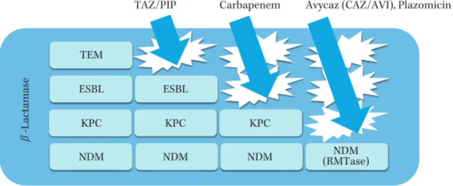 Fig. 7. Effects of existing drugs against  β -lactamase-producing multidrug-resistant  Gram-negative bacteria.