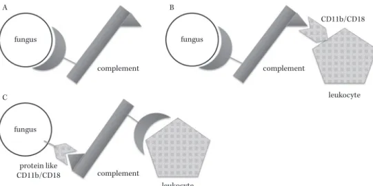 Fig. 2. The mechanism of fungal avoidance of recognition by leukocytes (cited with modification from  reference 14).