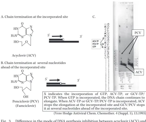 Fig. 3. Difference in the mode of DNA synthesis inhibition between acyclovir (ACV) and  penciclovir (PCV: active form of famciclovir) 24) .