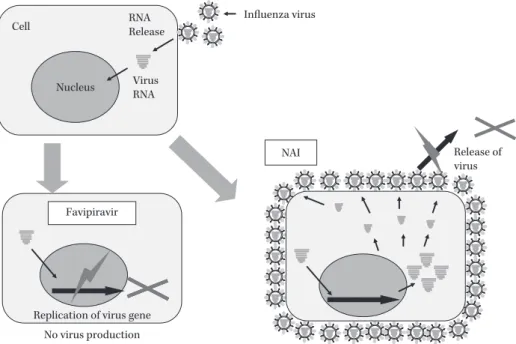Fig. 5. The difference between NAI and T-705 in the inhibitory action against influenza virus rep- rep-lication.