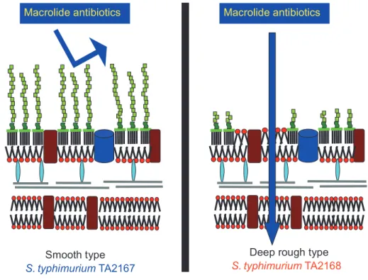 Fig. 2. Schematic model of the cell wall of S. typhimurium TA2167 (smooth type) and TA2168  (deep rough type).