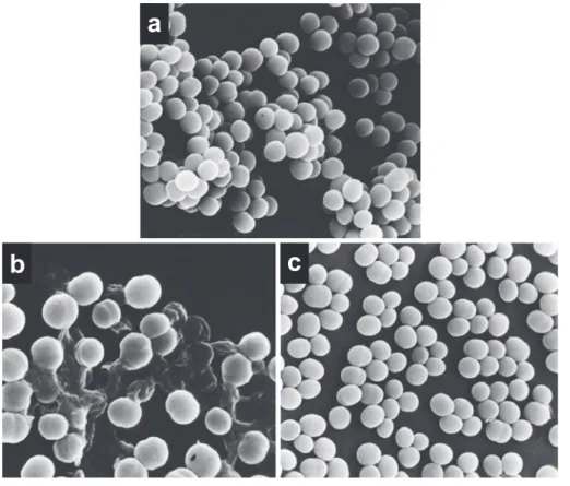 Fig. 10. Scanning electron micrographs of S. aureus 209-P JC cells treated with CEX.