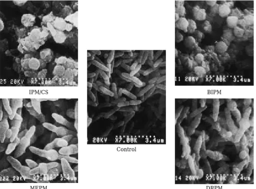Fig. 6. Morphological changes in P. aeruginosa pf-18 strain after drug exposure （at 3 MIC）