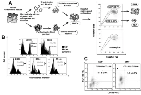 図 ESP・EMP を用いた in vivo ヒト子宮内膜幹細胞アッセイ E２＋P４：１７ β-estradiol および proges- proges-terone の投与