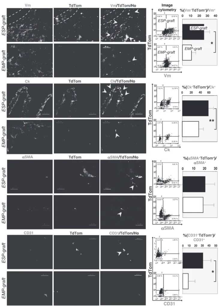 図 ESP-graft 移植腎および EMP-graft 移植腎における各子宮内膜系譜マーカーと TdTom の共発現〈Miyazaki K, et al, PLoS One ２０１２より引用〉