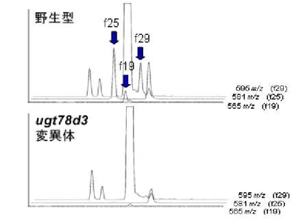 図 2 A ： 野生型と ugt78d3 変異体におけるフラボノールの分析結果 B ： 野生型と rhm1 変異体におけるフラボノールの分析結果 A: ugt78d3 変異体では、フラボノールアラビノシド（ピーク f19 、 f25 、 f29 ：青矢印） が検出できなかった。 B: rhm1 変異体では、ピーク f1 （ケンフェロール 3 ラムノシド 7 ラムノシド：青矢 印）が減少し、ピーク f2 （ケンフェロール 3 グルコシド 7 ラムノシド：赤矢印） が増加していることがわかる。