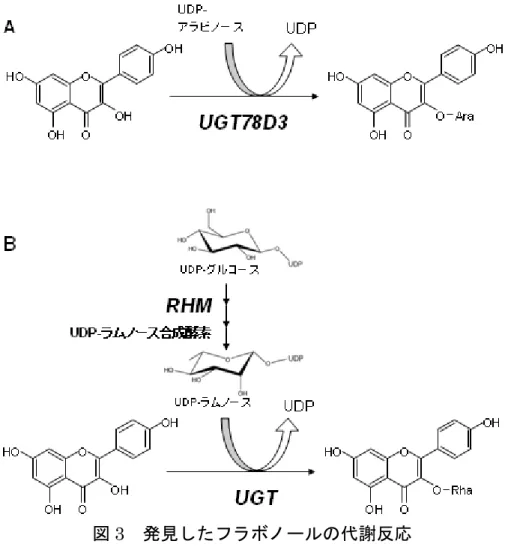 図 3 発見したフラボノールの代謝反応