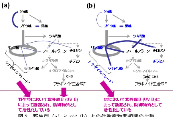 図 3 野生型（ a ）と tt4 （ b ）との代謝産物間相関の比較 青線が代謝産物間相関を示し、相関が強いものを太く表現している。 tt4 （ b ）では、 シナピン酸とリンゴ酸は、各存在量が変化しないにも関わらず、両代謝産物間の相関 が非常に強まっていた。これは、フラボノイド類を使用した紫外線に対する防御機構 を失っている tt4 に、代替代謝産物（シナピン酸エステル類および芳香族代謝産物） による紫外線対策のバックアップ機構が存在することを示唆する。 CHS はカルコン シンターゼ（ chalcon