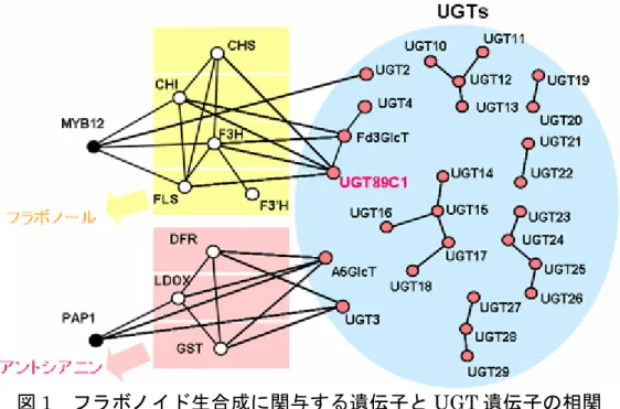 図 1 フラボノイド生合成に関与する遺伝子と UGT 遺伝子の相関 フラボノイドのうち、フラボノールとアントシアニンの生合成に関与する遺伝子（黄 色およびピンク色の背景）とその配糖化に関与する UGT 遺伝子（水色の背景）との 発現パターンの相関を調べた。相関係数が 0 ． 6 以上の関係である遺伝子を互いに線 で結んである。 （相関係数が 0 ． 6 未満の UGT 遺伝子は省略した。 ） 107 種の UGT 遺 伝子のうち、フラボノールあるいはアントシアニンの生合成に関与する可能性のある 遺伝子はそれ