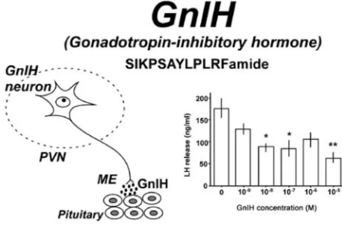 Fig. 1.  GnIH, a newly discovered hypothalamic neuropeptide, in the   quail brain. We isolated a novel hypothalamic dodecapep-tide (SIKPSAYLPLRFamide) inhibiting gonadotropin release   in quail [2]. Cell bodies and terminals containing the isolat-ed novel 