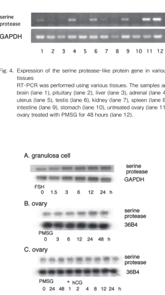 Fig. 3.  Nucleotide  and  deduced  amino  acid  sequence  of  the  serine  protease-like protein       The amino acids are numbered starting from the initiation co-don. The deduced signal sequence between 1 and 17 residues   from the N-terminus is underlin