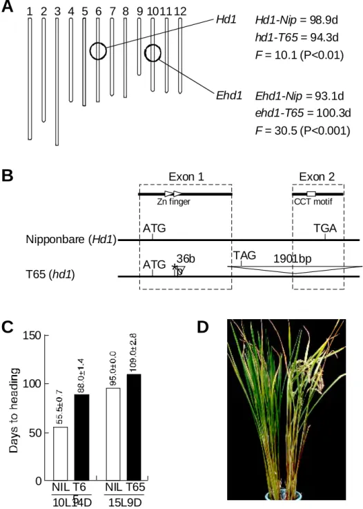 Fig. 1 Genetic analysis of Ehd1 and Hd1. (A) Major quantitative trait loci (QTLs) identified in 89 recombinant inbred lines derived from a cross between T65 and Nipponbare
