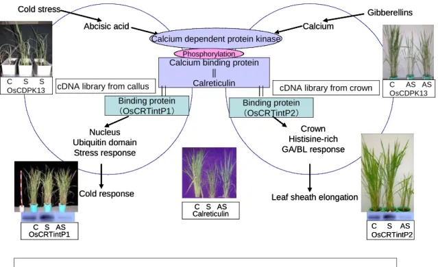 Figure 1.  Analysis of the proteins interacting to calreticulin.  The immuno-precipitation system was used to identify calcium dependent protein kinase
