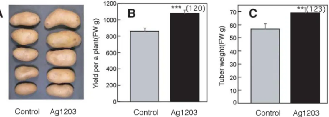 Fig. Yield per a plant and average tuber weight in transgenic potato (Ag1203) and control (May Queen)