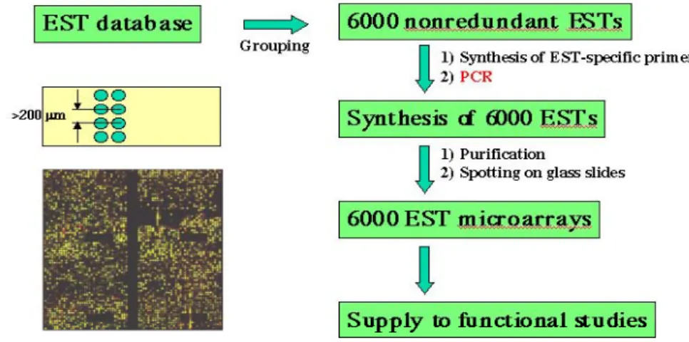 Fig. 1 Bombyx EST database, KAIKObase <http://sgp.dna.affrc.go.jp/>