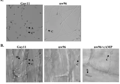 Table 1 Measurement of intracellular cAMP level in mycelia
