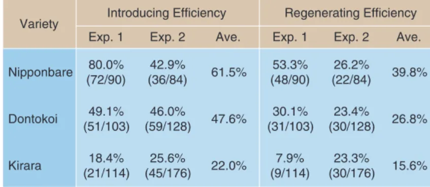 Table 1   Transformation Efficiency among japonica varieties
