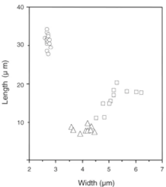 Table  2 .  Comparison of conidial size between C. dematium and C. morifoliumFig. 2.  Average size of conidia in each anthracnose fungus
