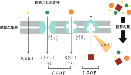 図 14 に ATP 駆動ポンプの一種である Na + -K + ポンプが機能する様子を示します。このポンプは 以下のステップで Na + を細胞外に K + を細胞内に運びます。