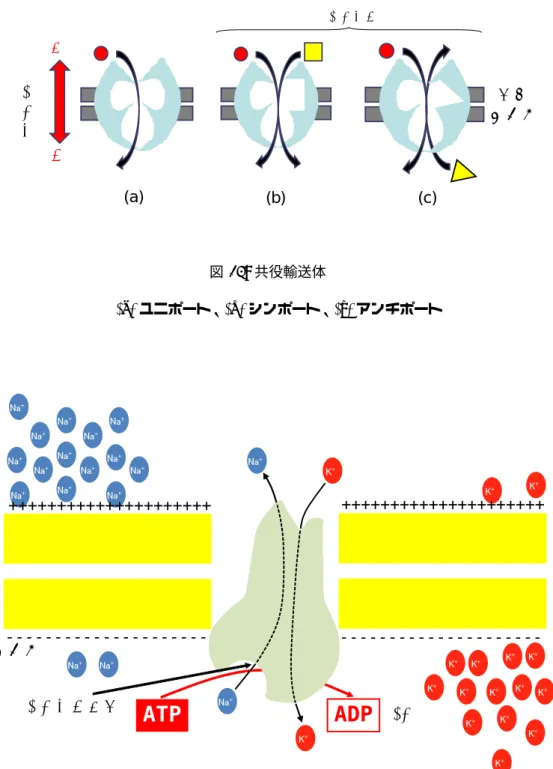 図 14: Na + -K + ポンプの機能