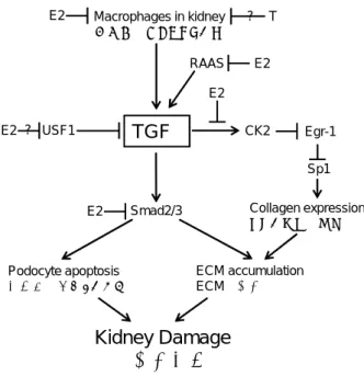 図 3.18 糖尿病性腎症における TGF-β 、 AMPK 、 mTOR の相互作用 [55]