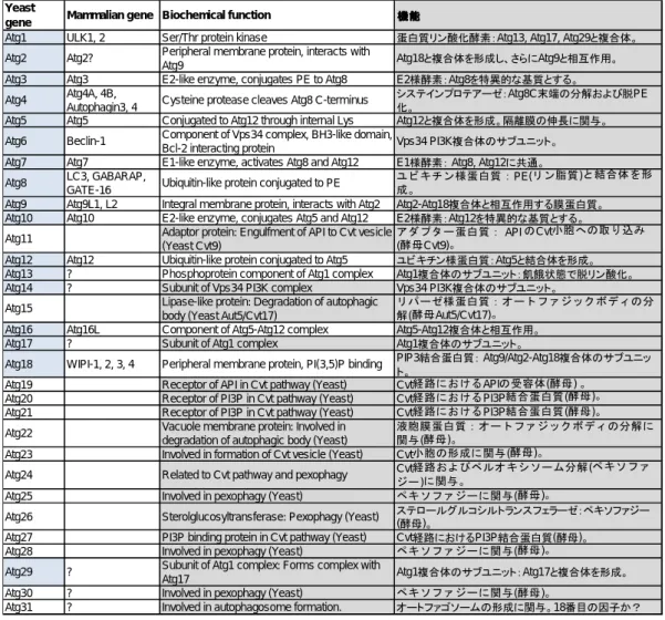 表 3.1 Atg 遺伝子とその機能 [13, 60]