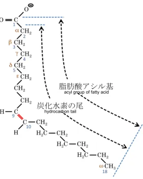 図 3.16 脂肪酸の一種であるオレイン酸の化学的構造