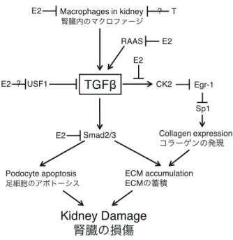 図 3.18 糖尿病性腎症における TGF- β 、 AMPK 、 mTOR の相互作用 [57]