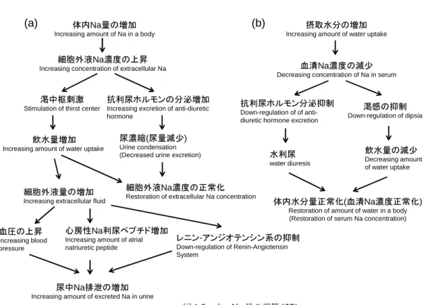 図 1.2 水・ Na 量の調節 [27] 腎臓病が進行して腎不全の状態になると、尿毒症で身体の様々な器官・臓器で、様々な症状を引き起 こし、また昏睡に陥り命に関わることもある。そのため腎臓病が進むと、末期には血液の濾過を機械に 肩代わりしてもらう血液透析や自分の腹膜を使って行う腹膜透析といった人工透析治療が必要になっ てくる。従って腎臓の仕組みを理解し、健康な腎臓を維持することは我々の生活にとって大変重要で ある。 1.1.2 老廃物の排泄 食物は栄養学的には炭水化物 ( 糖質 ) 、脂質、タンパク質の三