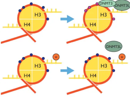 図 5: DNA メチル化とヒストン修飾の関係性 DNA