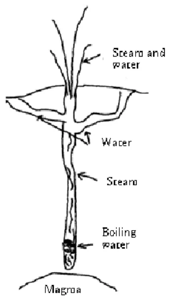 図 : Erupting cone  geyser